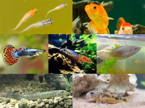 飼養魚|初心者が飼いやすい魚10選｜飼育が簡単な魚の選び方 